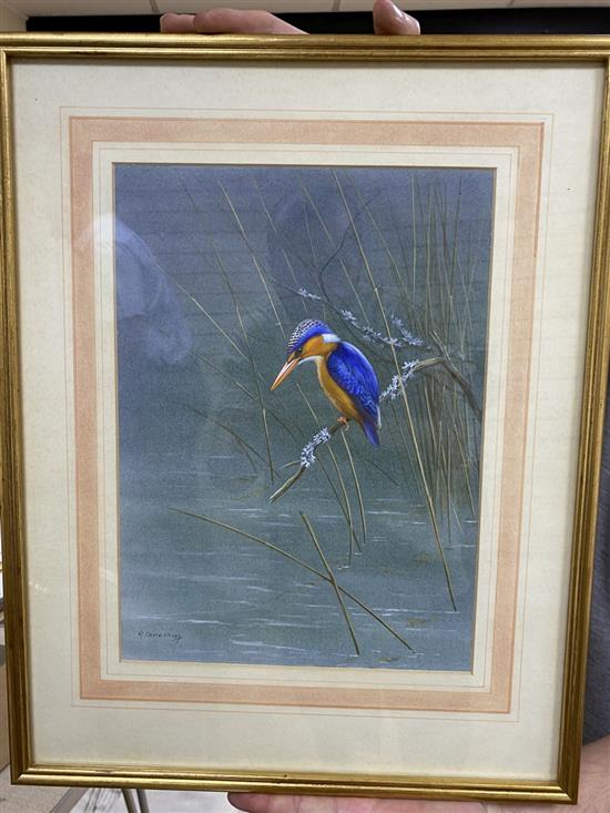 Ron David Digby (b.1936), gouache on light blue paper, Kingfisher, signed, 32 x 23cm